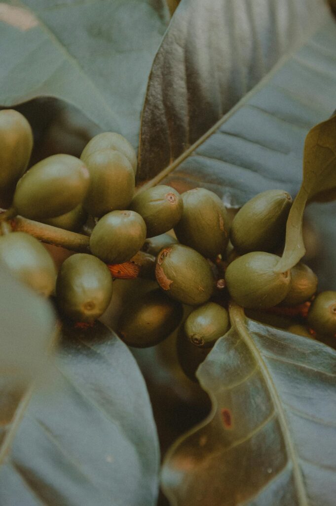 Detailed view of green coffee beans among glossy leaves, showcasing their growth phase.