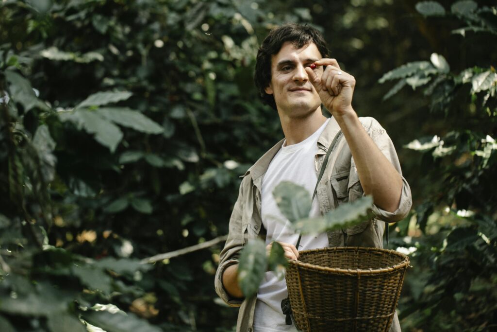 About us 2 Man harvesting ripe coffee cherries on a lush plantation, showcasing organic farming.